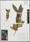 Foto von Salix pentandra L.